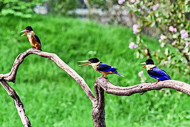 曝《仙剑世界》工作室大裁员 中手游称不会影响游戏